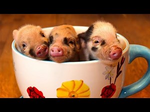 PIGS in TEACUP!!! | Mini Pig as Pet | Pig Facts