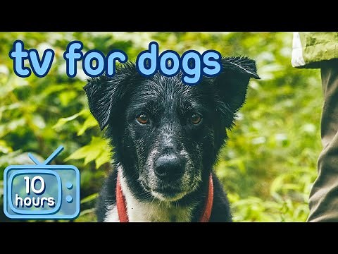 TV for Dogs: 10 HOURS of the Most Entertaining Videos for Dogs!