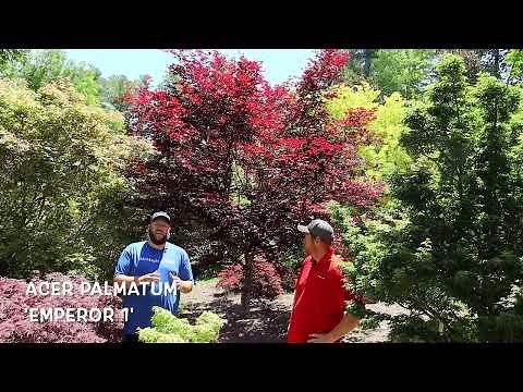 Acer Palmatum 'Emperor 1' Heat Tolerant Red - Specimen in the Garden! - JAPANESE MAPLES
