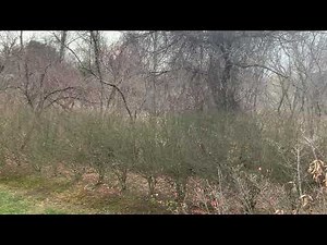 2 Fisher Cats Fighting in The Woods