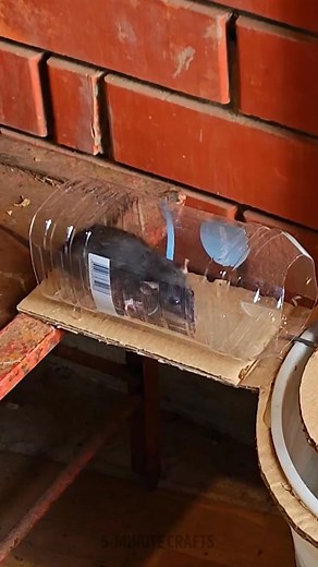 1.3M views · 4.6K reactions | Build This Simple Bucket Trap Tonight & Sleep Rat-Free | 5-Minute Crafts Family | Facebook