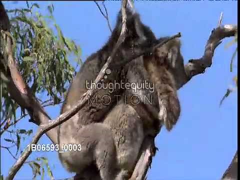 コアラの交尾（オーストラリア・ビクトリア） Koala, mating