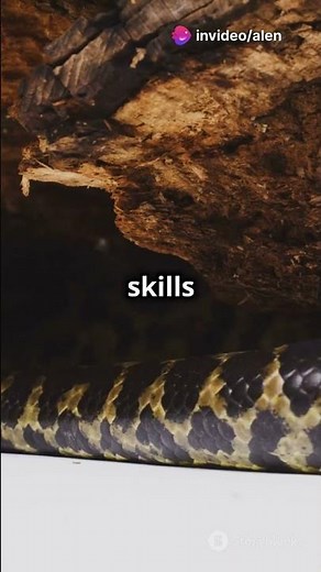 Anaconda Snake Types Explained