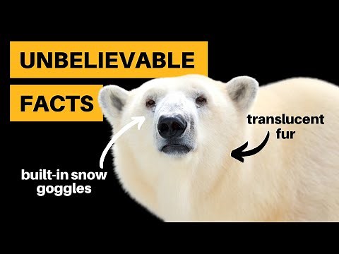 12 Polar Bear Facts That Will Blow Your Mind