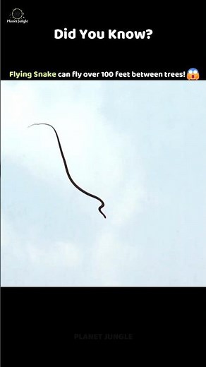 This Snake Can Fly Over 100 Feet in the Air! 😱🐍 #flyingsnake #animalfacts #wildshorts