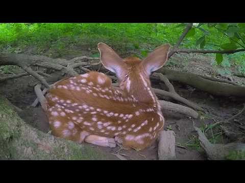 Newborn baby deer in hiding & mothers return