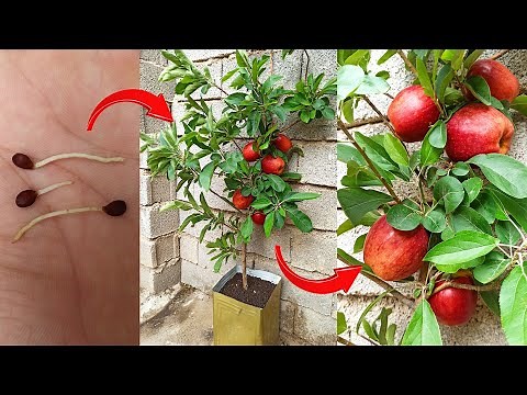 How to grow an apple tree from seed _an easy step-by-step process _ Germinating apple seeds at home