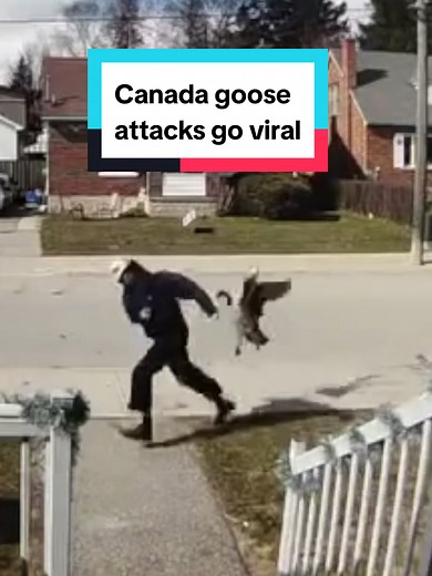 Footage of Canada goose attacking Waterloo pedestrians has gone viral. The geese have made their nest atop a nearby garage, the gander (male goose) has been attacking anyone who walks by.