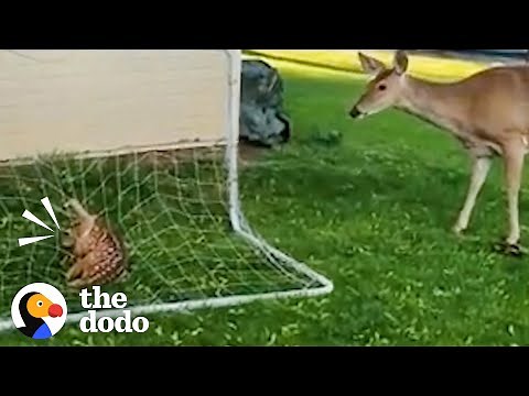 Mama Deer Is So Worried About Her Baby | The Dodo