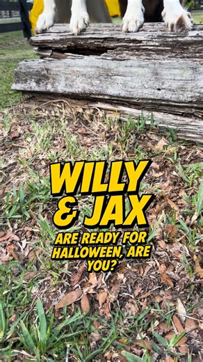 DOGTV’s Chief Dog Officer Willy and his brother Jax are all set for Halloween! 🎃🐾 Are you ready for the spookiest night of the year? Happy Halloween from the DOGTV pack! 👻💛 #happyhalloween #dogtv #tvfordogs #petparents #dog | DOGTV