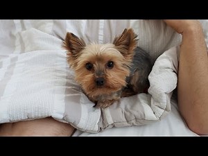 Yorkie Protecting Her Daddy