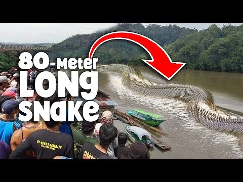 Giant Snakes Found Around the World: Anacondas, Pythons, and More - Amazing Footage!