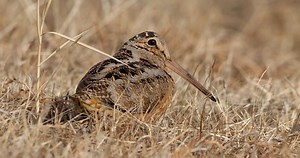 American Woodcock Photos and Videos for, All About Birds, Cornell Lab of Ornithology