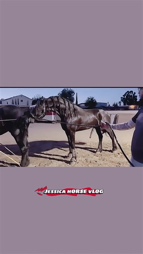 How two stallion Horses cross breeding #horsebreeding #horsemeeting #stallionhorsebreeding #stallionmeetinghorse #jessicahorsevlog