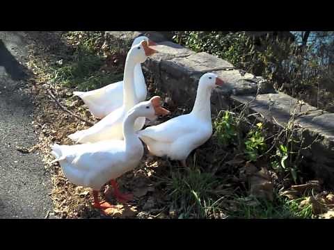 Sounds of White Geese Honking