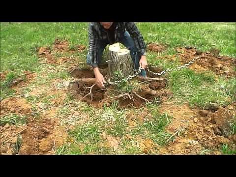 Tree Stump Removal