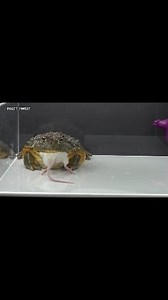Fat Bullfrog Eating Giant Big Rat | Insect Forest