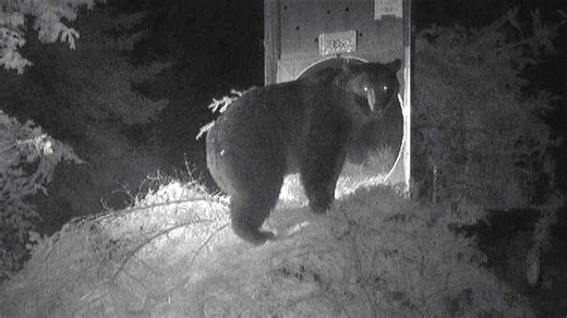 Grizzly bear captured in Stevens County after killing chickens