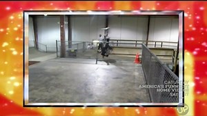 AFV Honorable Mentions: Season 21 : Free Download, Borrow, and Streaming : Internet Archive