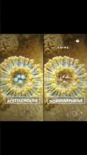 Transmission of nerve impulse across Synapse