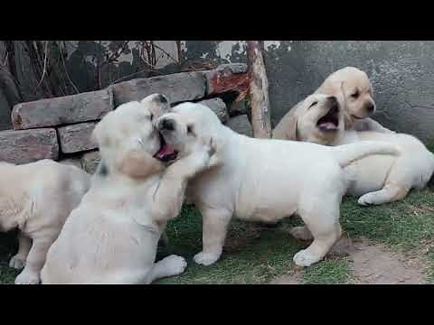 Labrador puppies for Sale