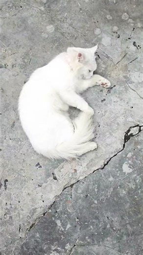 🔥 Cat on Heat | Signs, Behavior & What It Means #trending #trendingshorts #viral #viralvideo #cat