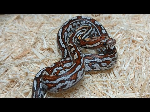 FEEDING BABY CORN SNAKES!