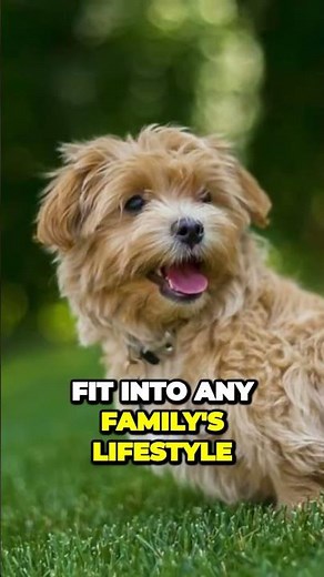 Maltipoo - the Poodle x Maltese Cross