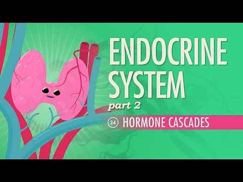 Endocrine System, Part 2 - Hormone Cascades: Crash Course Anatomy & Physiology #24