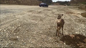 331K views · 5.4K reactions | See the heart-stopping moment an excavator came to the heroic rescue of a trapped young deer! https://www.youtube.com/watch?v=7IeUQoQg3Eo | storyful | Facebook