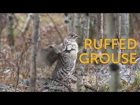 Ruffed Grouse