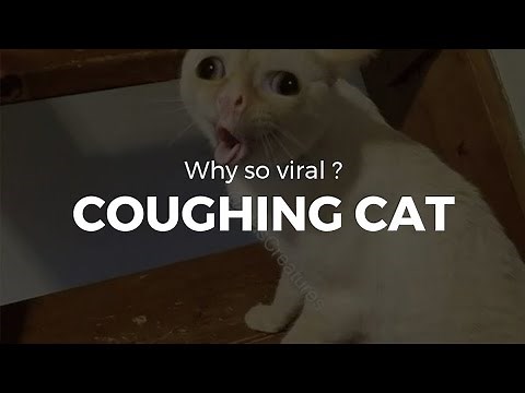 Cat Coughing meme - Why so viral ?