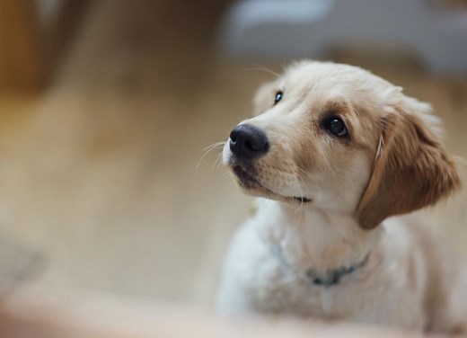 Puppy Training Guide: How and When To Start