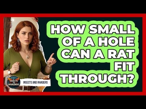 How Small Of A Hole Can A Rat Fit Through? - Insects and Invaders