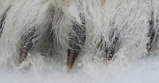 Adaptations & Characteristics | Polar Bears International