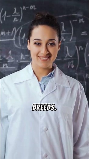 Labradoodle Facts: Everything You Need to Know in 60 Seconds! 🐾#labradoodles #labradoodle