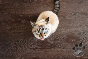 7 Effective Ways to Silence Your Siamese Cat's Meow
