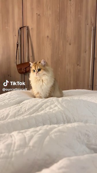 Aka the cutest little fluff nugget you’ve ever seen | biscuits