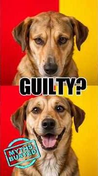 The Truth Behind That ‘Guilty’ Dog Face 🐾