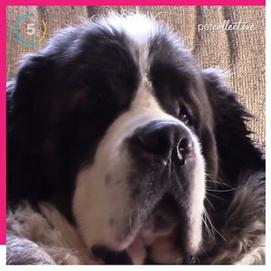 These dogs have been on the silver screen and now what are they doing? 🐕🎥 | The Pet Collective