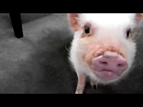 Mini Pig Oinking Sounds