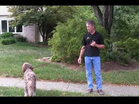 Alpha Dog Obedience Training - Basic Steps to Train Your Dog