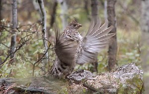 See and Hear the Ruffed Grouse's Haunting Air Drumming