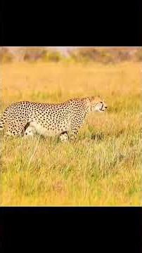 PREDATOR vs PREY: The Most Intense Hunting Moments Captured on Camera