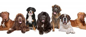 The Top 15 Biggest Dogs in the World