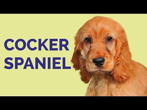 Cocker Spaniel: Breed characteristics, care and history