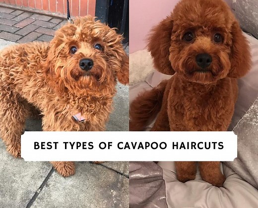 Best Types of Cavapoo Haircuts! - We Love Doodles