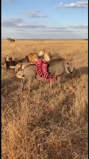 😂 Warthog vs Lion Funny Moments 🦁🐗