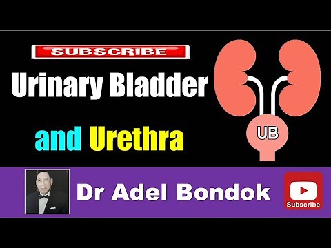 Urinary Bladder and Urethra, Dr Adel Bondok