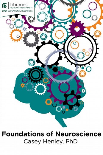 Vision: Central Processing – Foundations of Neuroscience